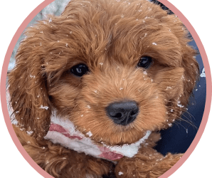 Meet Millie – Our School Dog